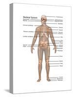 Skeletal System in Male Anatomy-Gwen Shockey-Stretched Canvas