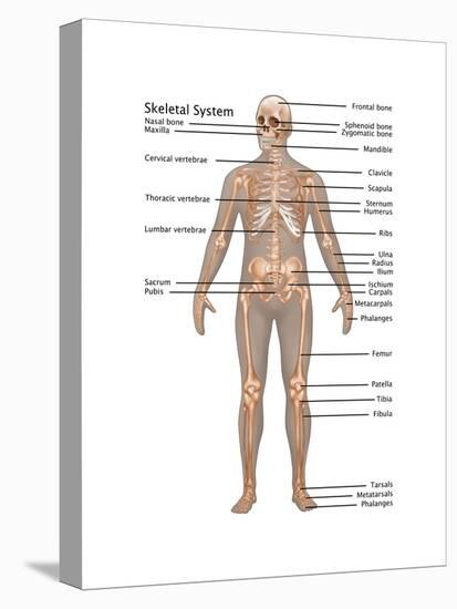 Skeletal System in Male Anatomy-Gwen Shockey-Stretched Canvas