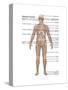 Skeletal System in Male Anatomy-Gwen Shockey-Stretched Canvas