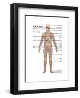 Skeletal System in Male Anatomy-Gwen Shockey-Framed Art Print