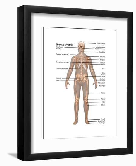 Skeletal System in Male Anatomy-Gwen Shockey-Framed Art Print