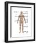 Skeletal System in Male Anatomy-Gwen Shockey-Framed Art Print