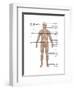 Skeletal System in Male Anatomy-Gwen Shockey-Framed Art Print