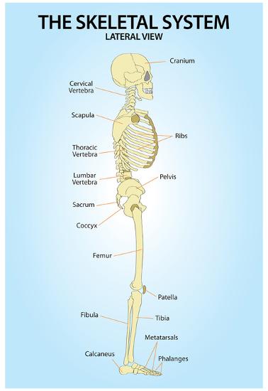 Poster, , large