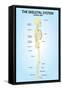 Skeletal System Lateral View Anatomy-null-Framed Stretched Canvas