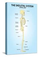 Skeletal System Lateral View Anatomy-null-Stretched Canvas