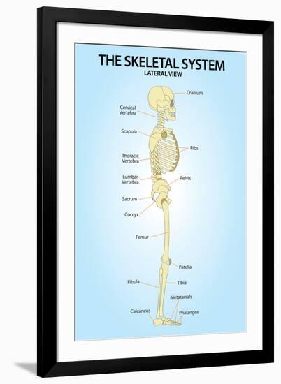 Skeletal System Lateral View Anatomy-null-Framed Art Print