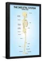 Skeletal System Lateral View Anatomy-null-Framed Poster