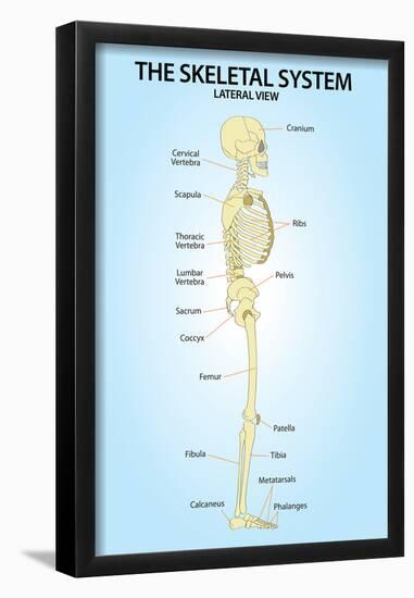 Skeletal System Lateral View Anatomy-null-Framed Poster