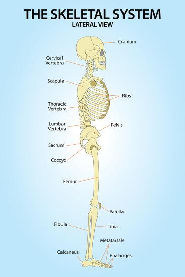Poster, , large