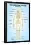 Skeletal System Posterior View Anatomy Print Poster-null-Framed Poster