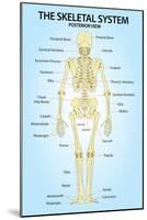 Skeletal System Posterior View Anatomy Print Poster-null-Mounted Poster