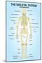 Skeletal System Posterior View Anatomy Print Poster-null-Mounted Poster