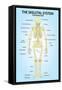 Skeletal System Posterior View Anatomy Print Poster-null-Framed Stretched Canvas