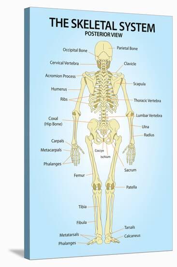 Skeletal System Posterior View Anatomy Print Poster-null-Stretched Canvas