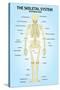 Skeletal System Posterior View Anatomy Print Poster-null-Stretched Canvas