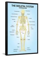 Skeletal System Posterior View Anatomy Print Poster-null-Framed Poster