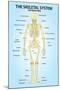Skeletal System Posterior View Anatomy Print Poster-null-Mounted Poster