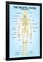 Skeletal System Posterior View Anatomy Print Poster-null-Framed Poster