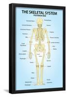 Skeletal System Posterior View Anatomy Print Poster-null-Framed Poster