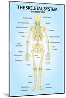 Skeletal System Posterior View Anatomy Print Poster-null-Mounted Poster