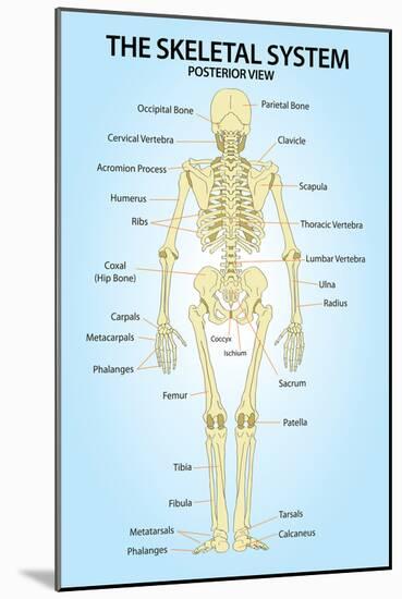 Skeletal System Posterior View Anatomy Print Poster-null-Mounted Poster