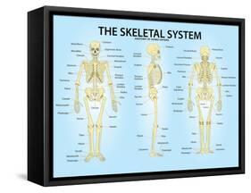 Skeletal System Triple View Anatomy Print Poster-null-Framed Stretched Canvas