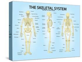 Skeletal System Triple View Anatomy Print Poster-null-Stretched Canvas