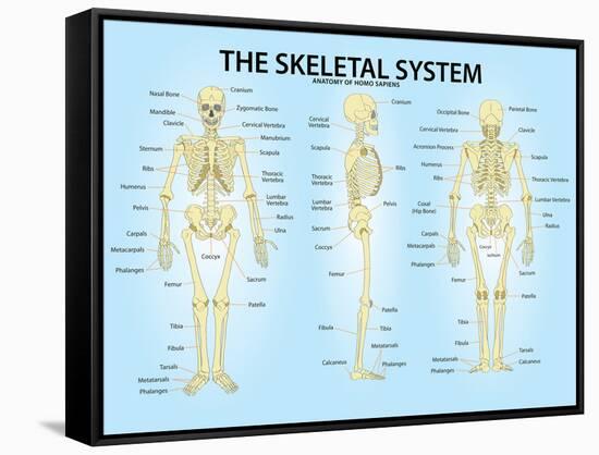 Skeletal System Triple View Anatomy Print Poster-null-Framed Stretched Canvas