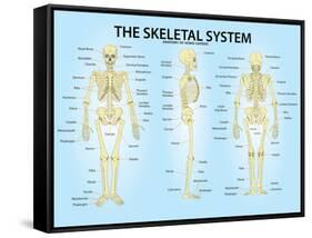 Skeletal System Triple View Anatomy Print Poster-null-Framed Stretched Canvas