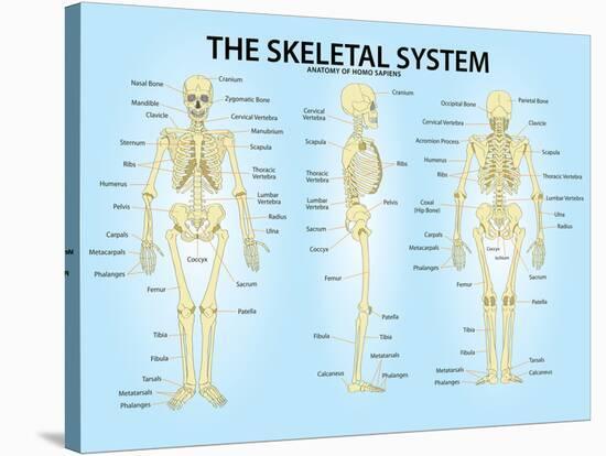 Skeletal System Triple View Anatomy Print Poster-null-Stretched Canvas