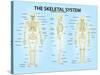 Skeletal System Triple View Anatomy Print Poster-null-Stretched Canvas