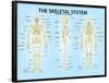 Skeletal System Triple View Anatomy Print Poster-null-Framed Poster