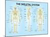 Skeletal System Triple View Anatomy Print Poster-null-Mounted Poster