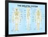 Skeletal System Triple View Anatomy Print Poster-null-Framed Poster