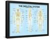 Skeletal System Triple View Anatomy Print Poster-null-Framed Poster