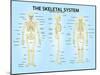 Skeletal System Triple View Anatomy Print Poster-null-Mounted Poster