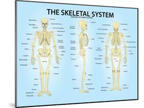 Skeletal System Triple View Anatomy Print Poster-null-Mounted Poster