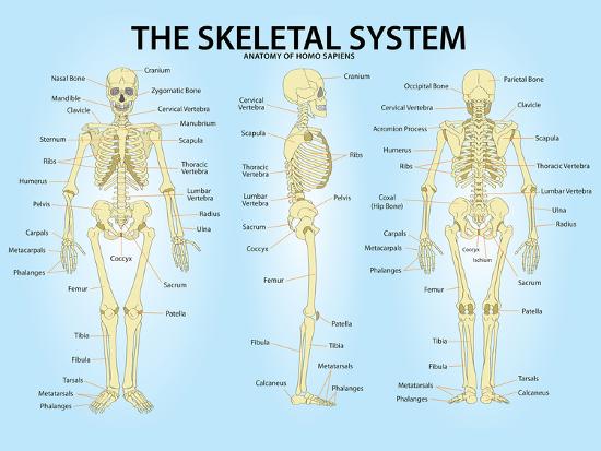 Poster, , large