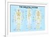 Skeletal System Triple View Anatomy-null-Framed Art Print