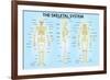 Skeletal System Triple View Anatomy-null-Framed Art Print