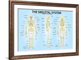 Skeletal System Triple View Anatomy-null-Framed Art Print