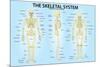 Skeletal System Triple View Anatomy-null-Mounted Art Print