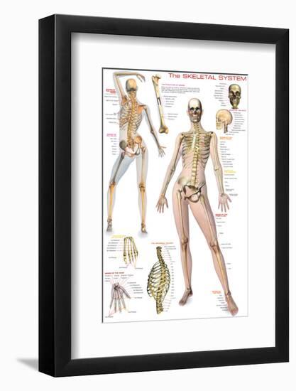 Skeletal System-null-Framed Premium Giclee Print