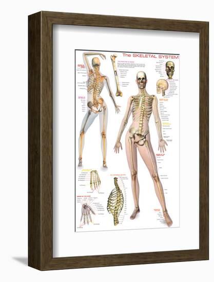 Skeletal System-null-Framed Premium Giclee Print