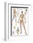 Skeletal System-null-Framed Premium Giclee Print