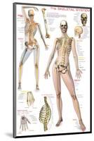 Skeletal System-null-Mounted Premium Giclee Print