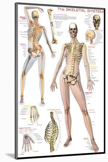 Skeletal System-null-Mounted Premium Giclee Print