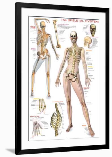 Skeletal System-null-Framed Premium Giclee Print