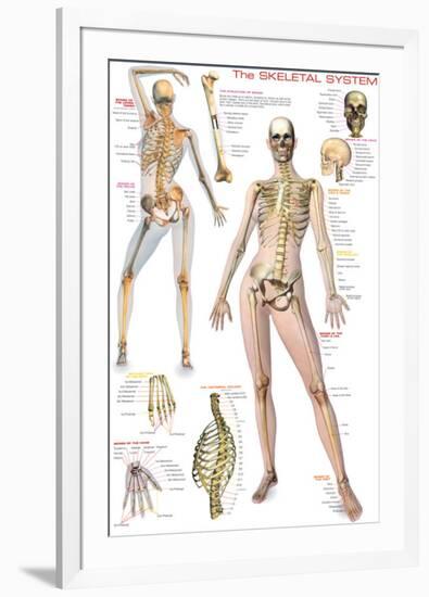 Skeletal System-null-Framed Premium Giclee Print